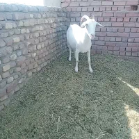 بز سانن|حیوانات مزرعه|رفسنجان, |دیوار