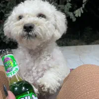 سگ شیتزوپودل|سگ|یزد, |دیوار