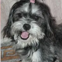 سگ پاکوتاه پشمی