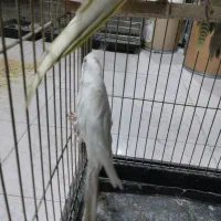 عروس هلندی جفت مولد به شرط|پرنده|نظرآباد, شهرک سید جمال الدین|دیوار