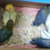 کوتوله موجود هست|پرنده|تربت جام, نظامی|دیوار