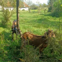 ماده بز و نر بز آلپاین