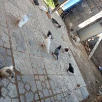 کفتروکبوتر