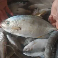 پخش ماهی جنوب خوش طعم بدون استخوان|ماهی|اسلامشهر, مظفریه|دیوار