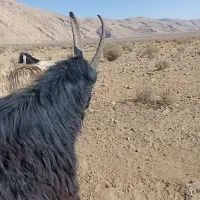 فروش گوسفند|حیوانات مزرعه|شیراز, داریون|دیوار