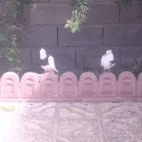 کبوتر توقی