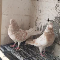 زردی|پرنده|بومهن, |دیوار