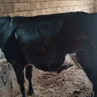 گوساله نر