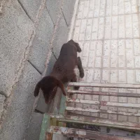 بره شیری ماده