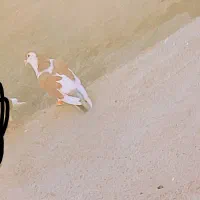 کبوتر|پرنده|تربت‌حیدریه, بازار|دیوار