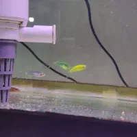 ماهی|ماهی|بومهن, |دیوار