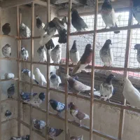 فروش کبوتر