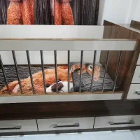 تخت کودک‌دومنظوره