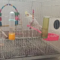 عروس هلندی|پرنده|فیروزه, |دیوار