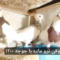 کبوتر تهرانی«طوقی» پلاکی رنگی پشتار|پرنده|هشتگرد, |دیوار