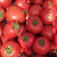 فروش بذر دستگیر گوجه فرنگی