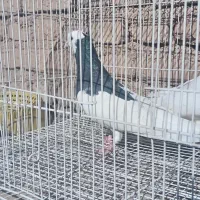 طوقی سیاه|پرنده|فیروزه, |دیوار