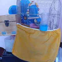 عروس هلندی با جوجه
