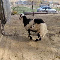 بره قوچ پلنگی خال سیاه|حیوانات مزرعه|الشتر, |دیوار