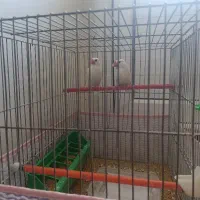 گلدین مصری جاوا