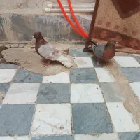 آرشینگل کت سبز زاغ ابادانی صرب سینه قهوه ای پلاکی