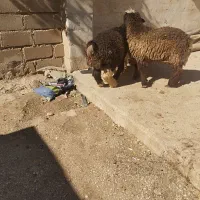 سه راس بره