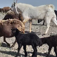 نر بز قهرمان