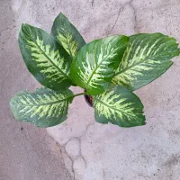 فروش ویژه گلای آپارتمانی