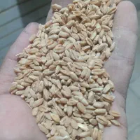 گندم. درج یک کیلو45ودرجه دوکیلو40