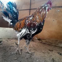 مرغ وخروس ریشی چهل تاج|حیوانات مزرعه|شیراز, دودمان|دیوار