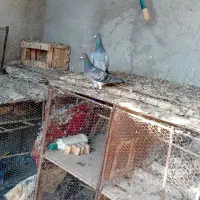 یک جفت نروماده|پرنده|هامون, |دیوار