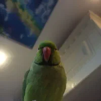 واگذاری پرنده