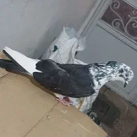تهرانی