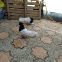 نر سبز ۵۰۰ نر سورل هم ۵۰۰کله دم  سبز۳۰۰