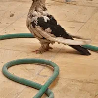 قفس کبوتر فروشی|لوازم جانبی حیوانات|یزد, |دیوار