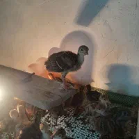 جوجه بوقلمون برنزآمریکایی