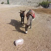 فروش خر ماده ونر|حیوانات مزرعه|بابل, |دیوار