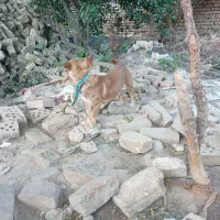 واگذاری‌حیوانات‌احلی