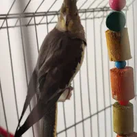 پرنده عروس هلندی ماده آماده جفتگیری (تخم گذار)|پرنده|لالجین, |دیوار