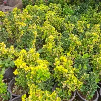 فروش گل و گیاه فوتونیا یاس شمشاد|گل و گیاه طبیعی|کلاچای, |دیوار