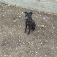 فروش سگ پیت بول