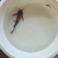 ماهی کت وارونه|ماهی|قم, قلعه عموحسین|دیوار