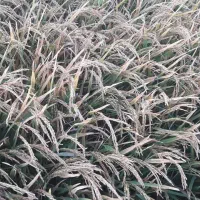 فروش شلتوک درجه یک در گتوند