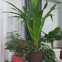 گل ذرتی|گل و گیاه طبیعی|اصفهان, مارچین|دیوار