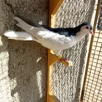 کبوترعطیقه|پرنده|مشهد, هفده شهریور|دیوار