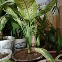 گل دیفن خوشکل وشاداب