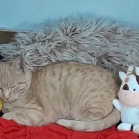 گربه گم شده بچه ام داره گریه میکنه.