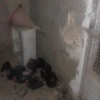 مرغ سرحال وبوقلمون|حیوانات مزرعه|تنکمان, |دیوار