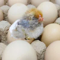 تخم نطفه دار و جوجه درجه یک برهما و ویاندوت