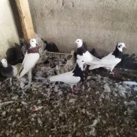 طوقی بی عیب